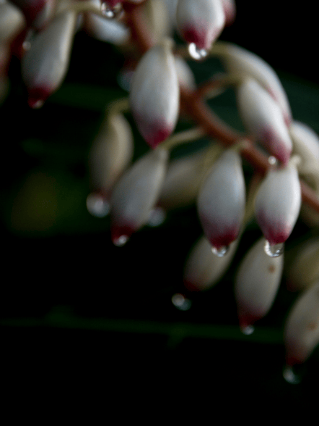 さねん（写真作品）